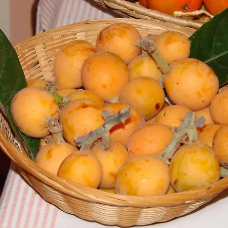 ゲストハウス カーサ メルセデス ネルハ