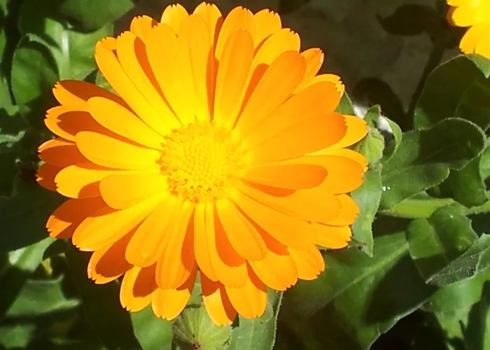 Konukevi Casa Mercedes Nerja